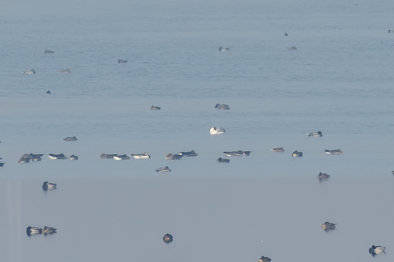Barnacle Goose
